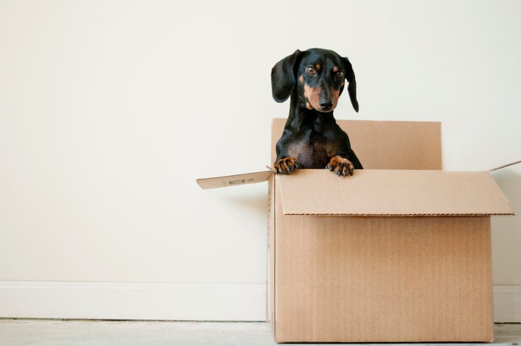 How to Pack to Move in a Hurry